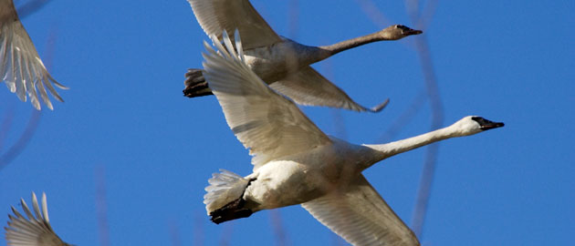 Animal Biology - Swans flying in the sky