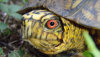 Closeup of a turtles face Zoology program