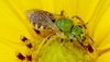 Bee covered in pollen on a yellow flower, Zoology Program